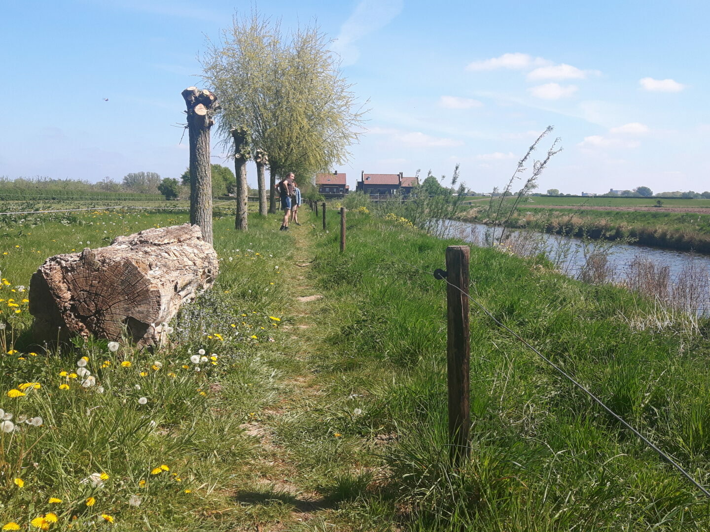 Paardebloemen weides