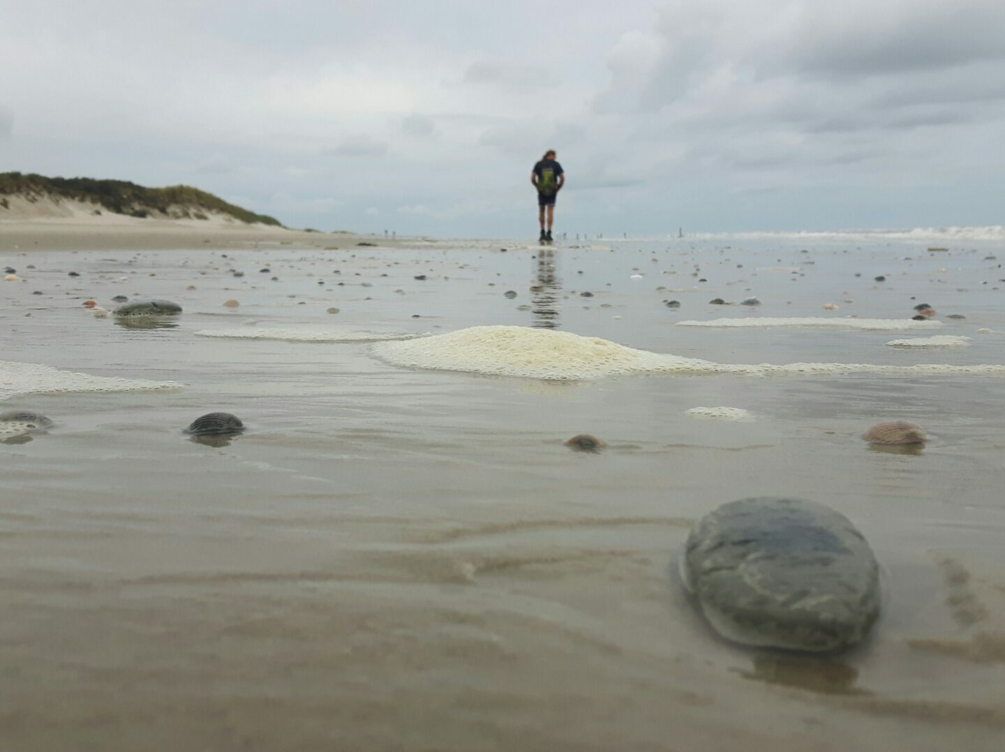 De Boschplaat